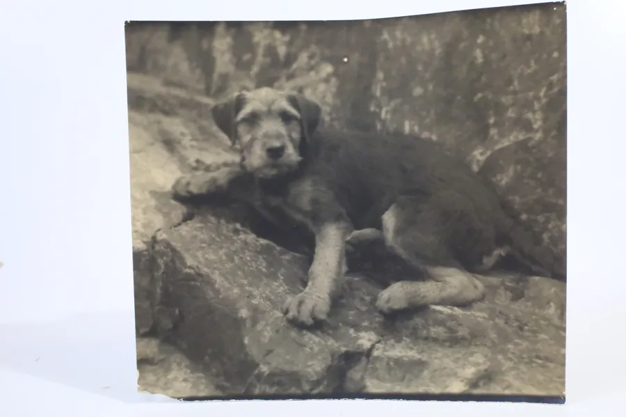 HENRY B. GOODWIN (1878–1931), tillskriven. Hundporträtt, sannolikt Troll 1920-tal. Originalfotografi ur fotografens privata samling.