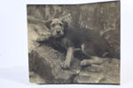 HENRY B. GOODWIN (1878–1931), tillskriven. Hundporträtt, sannolikt Troll 1920-tal. Originalfotografi ur fotografens privata samling.