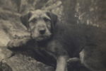 HENRY B. GOODWIN (1878–1931), tillskriven. Hundporträtt, sannolikt Troll 1920-tal. Originalfotografi ur fotografens privata samling.