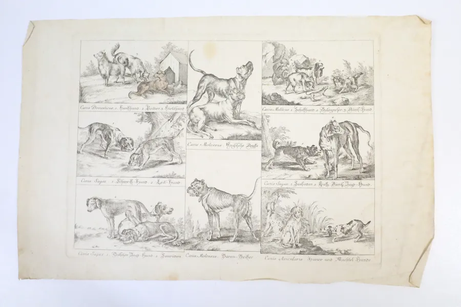 TYSK SKOLA, 1700-TAL. Hundraser, zoologiskt samlingsblad, kopparstick.