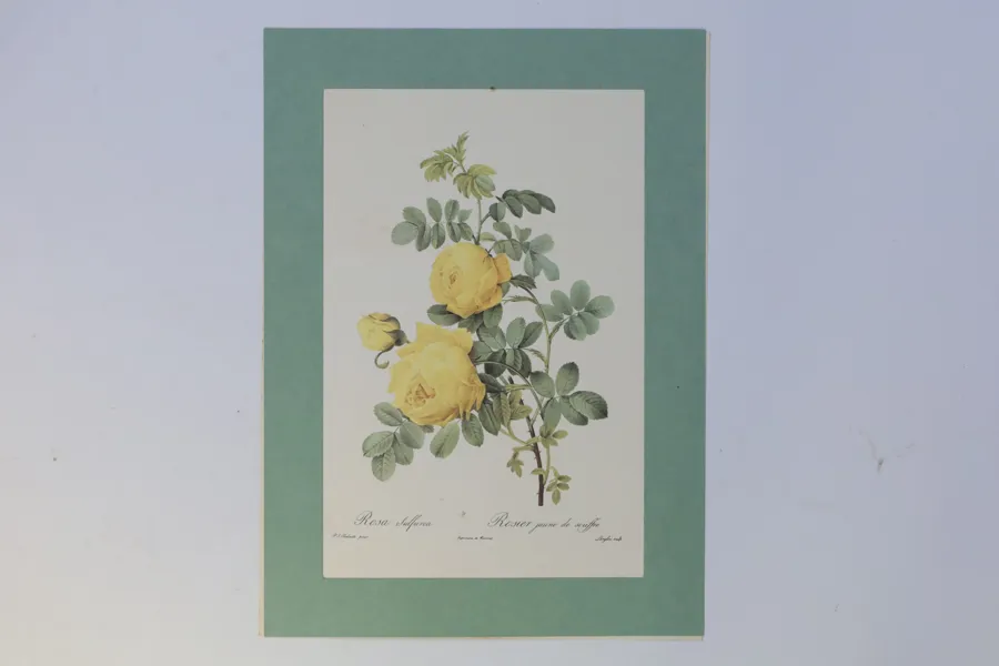 FRANKRIKE – EFTER PIERRE-JOSEPH REDOUTÉ, ”ROSA SULFUREA”, BOTANISKT FÄRGTRYCK, 1800-/1900-TAL