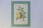 FRANKRIKE – EFTER PIERRE-JOSEPH REDOUTÉ, ”ROSA SULFUREA”, BOTANISKT FÄRGTRYCK, 1800-/1900-TAL